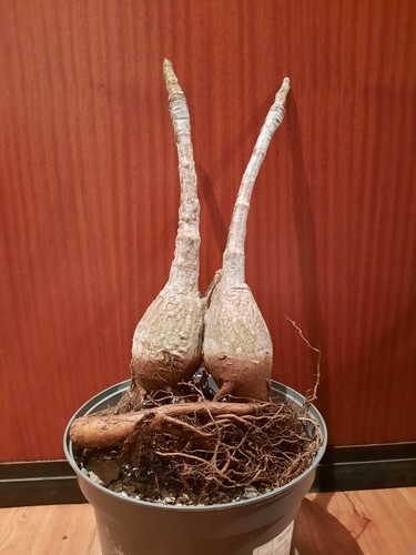 Bombax ellipticum - , xl