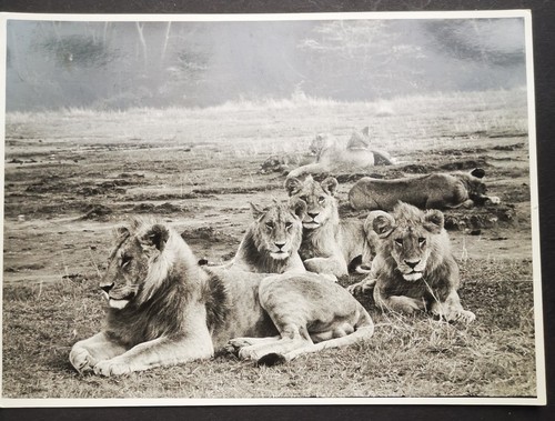 Grande foto originale - , ernst